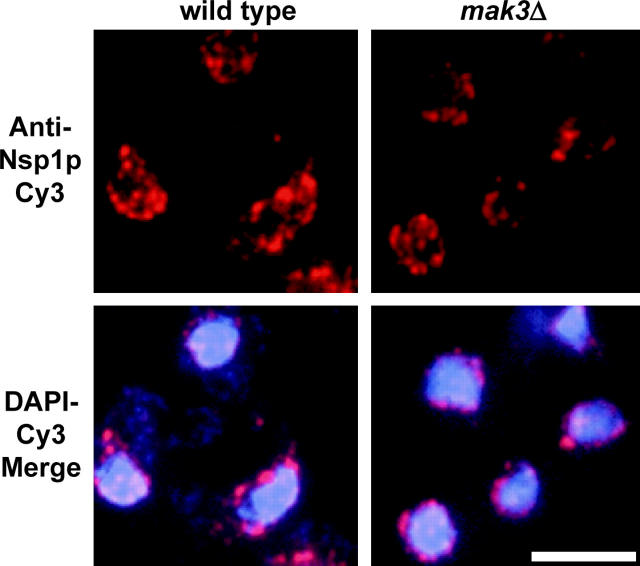 Figure 3.—