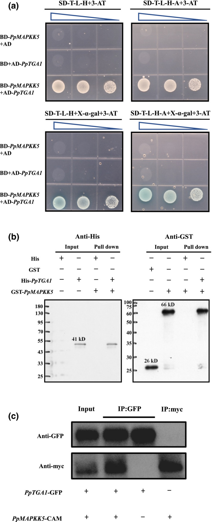 FIGURE 4