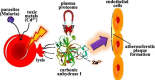 Graphical Abstract