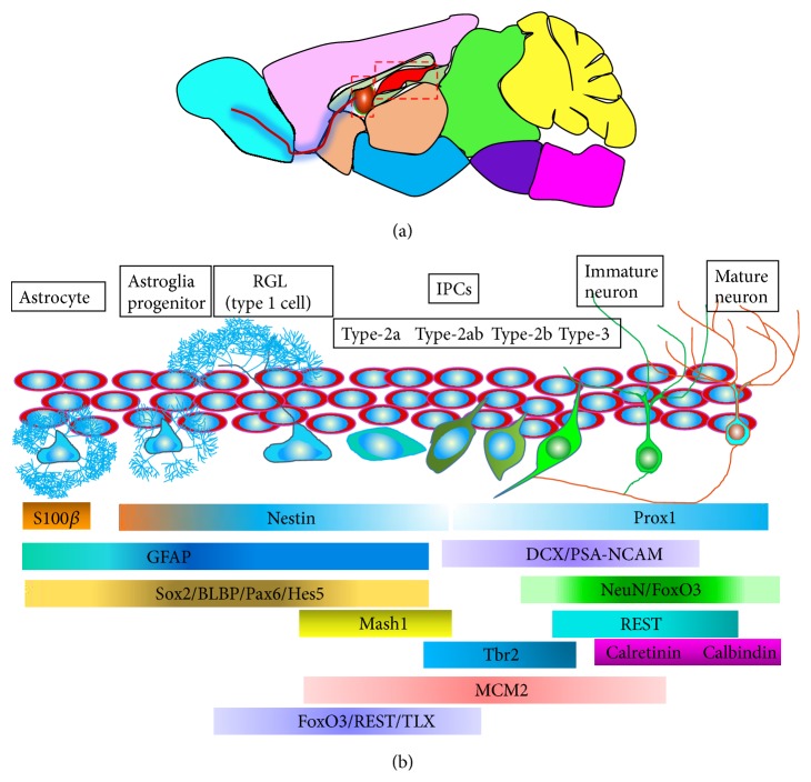 Molecular Biomarkers for Embryonic and Adult Neural Stem Cell and ...