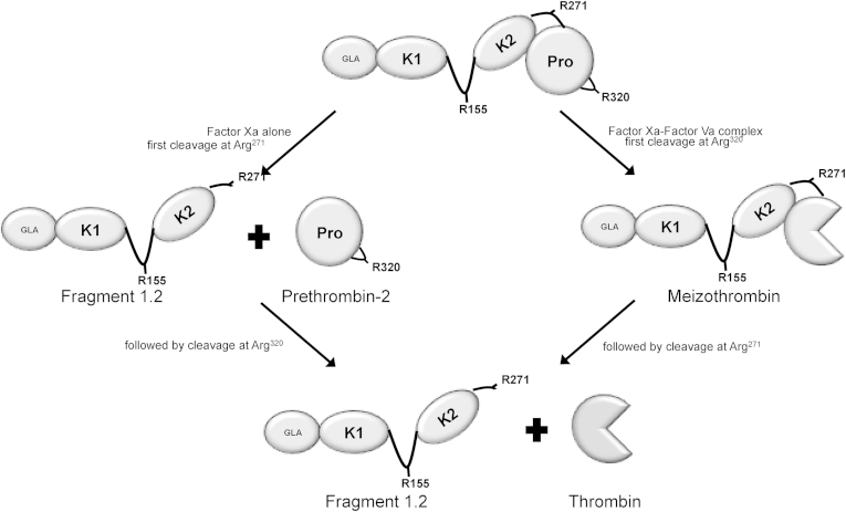 Fig. 2