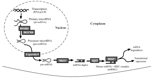 Fig. (1)