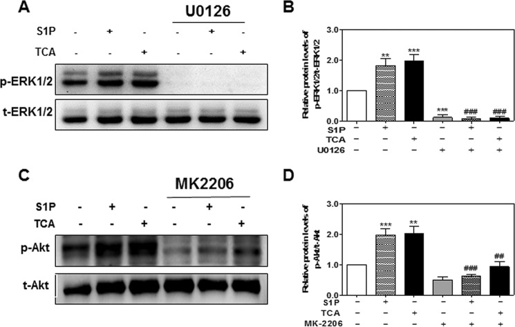 FIGURE 13.