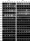 FIG. 3.
