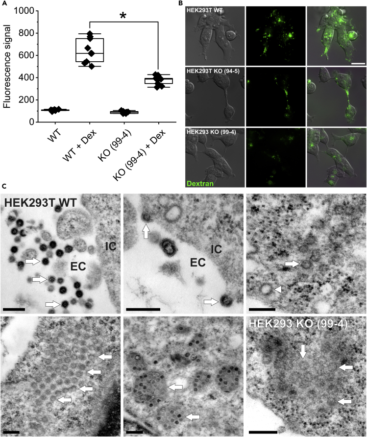 Figure 3