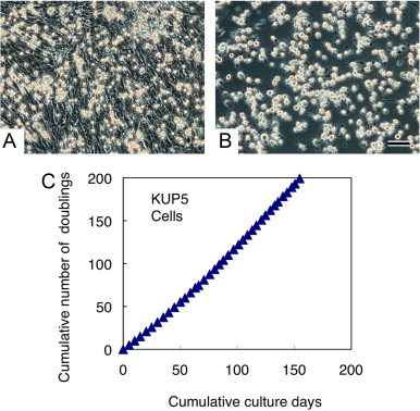 Fig. 2