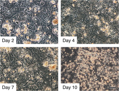 Fig. 1