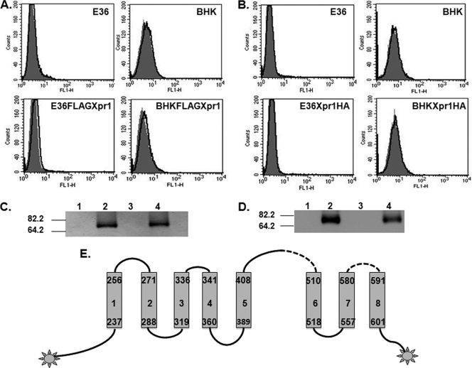 FIG. 2.