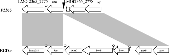 FIG. 1.