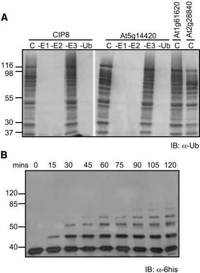 Figure 3.