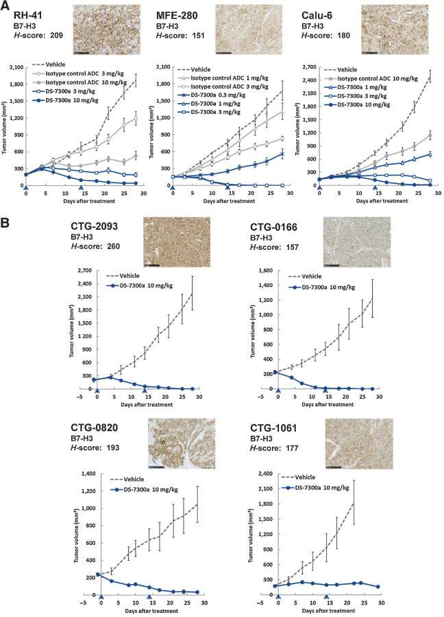 Figure 4. Antitumor activities of DS-7300a in xenograft mouse models. Representative B7-H3 IHC images of tumors and H-scores were also shown for each model. Scale bar, 100 μm. The indicated H-score represents the mean of H-scores in three tumor samples. The arrowhead indicates the time point of treatment. Each value represents the mean and SE of tumor volume. A, Antitumor activities of DS-7300a in cell line–derived xenograft models. Mice inoculated with human cancer cells, RH-41, MFE-280, or Calu-6 (NSCLC) were treated with DS-7300a, vehicle control, or isotype control ADC intravenously on days 0 and 14 (N = 6 mice/group). B, Antitumor activities of DS-7300a in various tumor types of PDX models. PDX mice were treated with 10 mg/kg DS-7300a or vehicle control intravenously on days 0 and 14 (N = 5 mice/group). CTG-2093, SCLC PDX; CTG-0166, NSCLC PDX; CTG-0820, head and neck cancer PDX; CTG-1061, bladder cancer PDX.