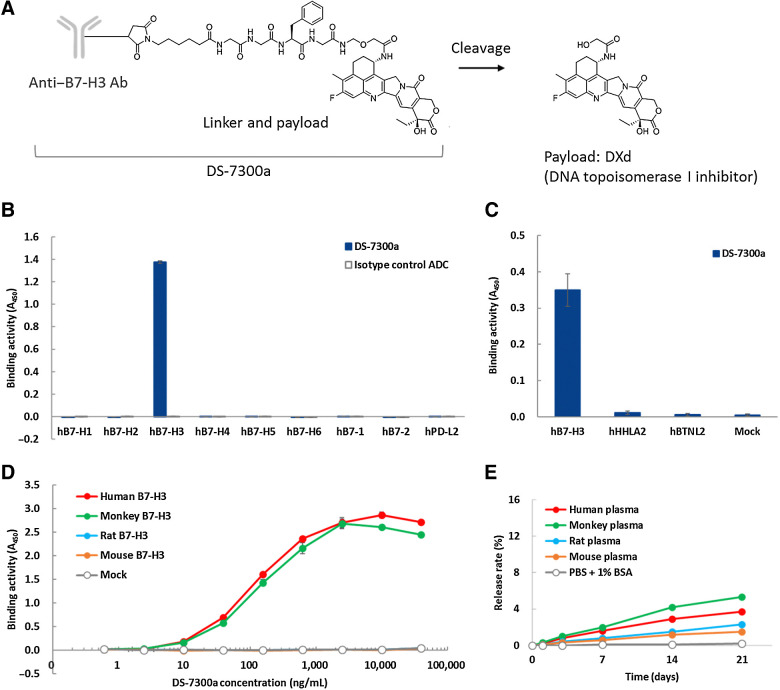 Figure 2. Characteristics of DS-7300a. A, Schematic structure of DS-7300a. B and C, Binding activity of DS-7300a against human B7 family proteins. Recombinant proteins of human B7-H1, B7-H2, B7-H3 (4Ig), B7-H4, B7-H5, B7-H6, B7–1, B7–2, and PD-L2 were incubated with DS-7300a or isotype control ADC and binding activities were measured by ELISA. CHO-K1 cells expressing human B7-H3 (4Ig), HHLA2, and BTNL2 were incubated with DS-7300a and binding activities were measured by cell-based ELISA. Each value represents the mean and SD (N = 3). D, Species cross-reactivity of DS-7300a. CHO-K1 cells expressing human (4Ig), cynomolgus monkey (4Ig), rat, and mouse B7-H3 were incubated with DS-7300a and binding activities were evaluated by cell-based ELISA. Each value represents the mean and SD (N = 3). E, In vitro stability of DS-7300a in plasma. The release rate of DXd from 100 μg/mL DS-7300a in human, monkey, rat, and mouse plasma was calculated using the mean concentration of the released DXd (N = 3).