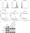 Figure 3. In vitro cytotoxic effects of DS-7300a. A and B, B7-H3 expression on human cancer cells and in vitro cell growth inhibition by DS-7300a. RH-41 (rhabdomyosarcoma), MFE-280 (endometrial adenocarcinoma), and CCRF-CEM (acute lymphocytic leukemia) cells were stained with PE-conjugated isotype control (mIgG2b, gray open histogram) or antihuman B7-H3 antibody (gray closed histogram) and then analyzed by flow cytometry. Cells were cultured with DS-7300a, parental anti–B7-H3 Ab, and isotype control ADC for 6 days, and then cell viability was examined. Each value represents the mean and SD (N = 3). C, DNA damage and apoptosis induced by DS-7300a. RH-41 cells were treated with 10 μg/mL DS-7300a, parental anti–B7-H3 Ab, isotype control ADC, or 10 nmol/L DXd for 72 hours. Then, the cells were harvested and analyzed by Western blotting for phosphorylated Chk1 (pChk1) as a DNA damage marker and for cleaved PARP as an apoptosis marker.