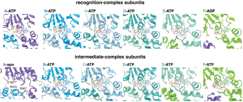 Figure 2—figure supplement 2.