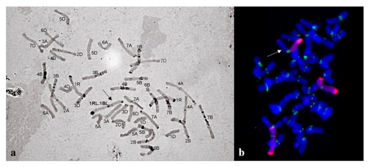 Figure 7