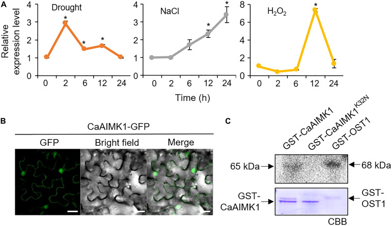 FIGURE 2