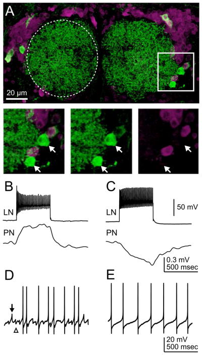 Figure 2