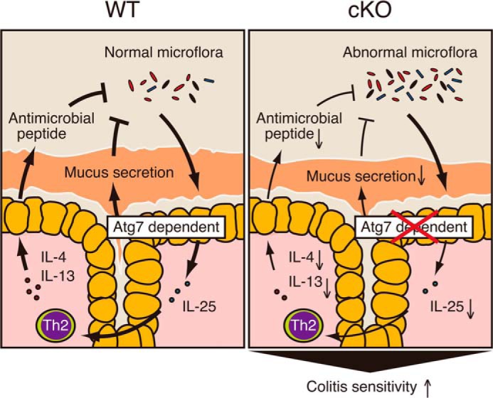 FIGURE 11.