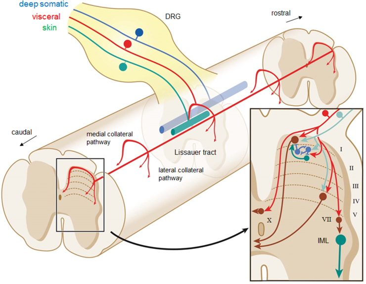 Figure 4