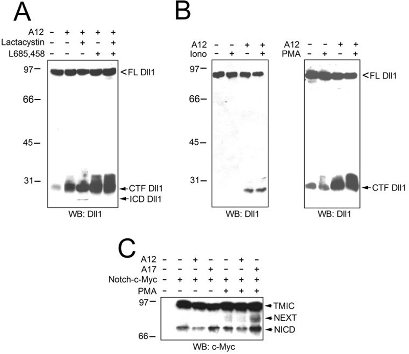 FIG. 3