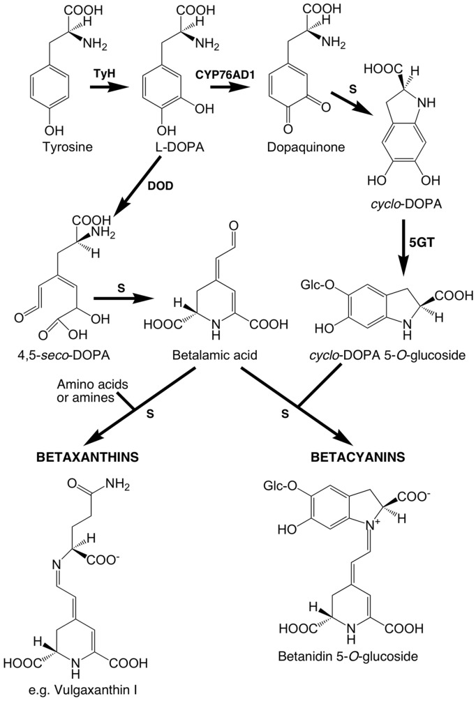 FIGURE 1