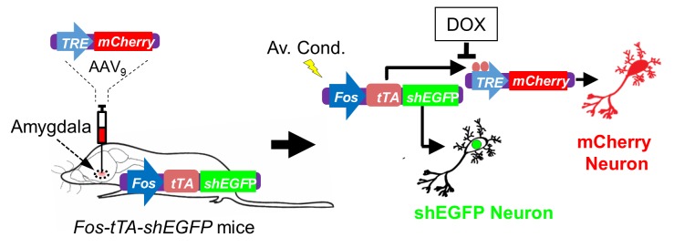 Figure 7—figure supplement 1.