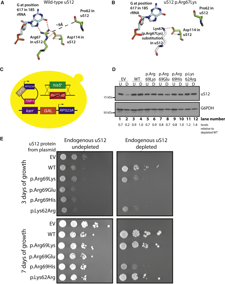 Figure 1