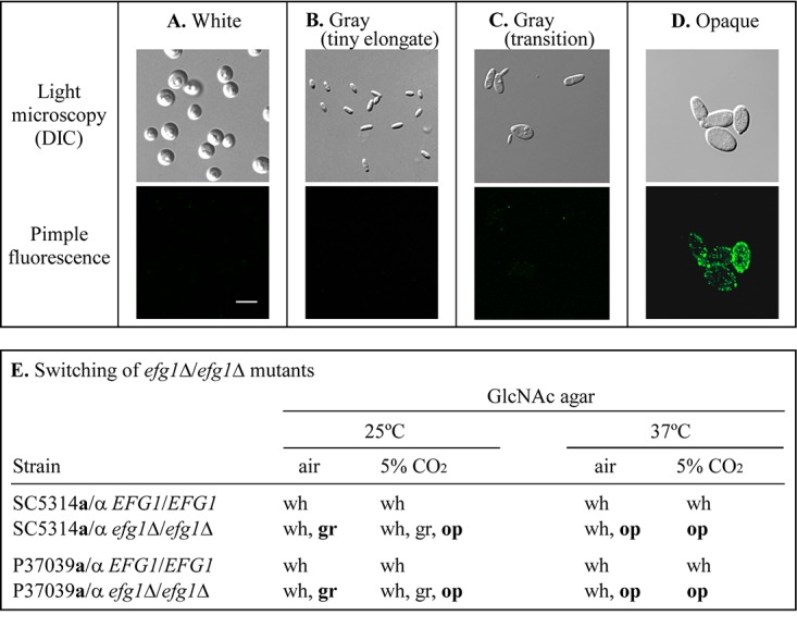 FIG 1