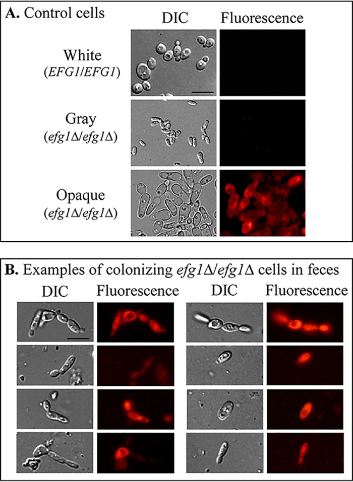 FIG 6