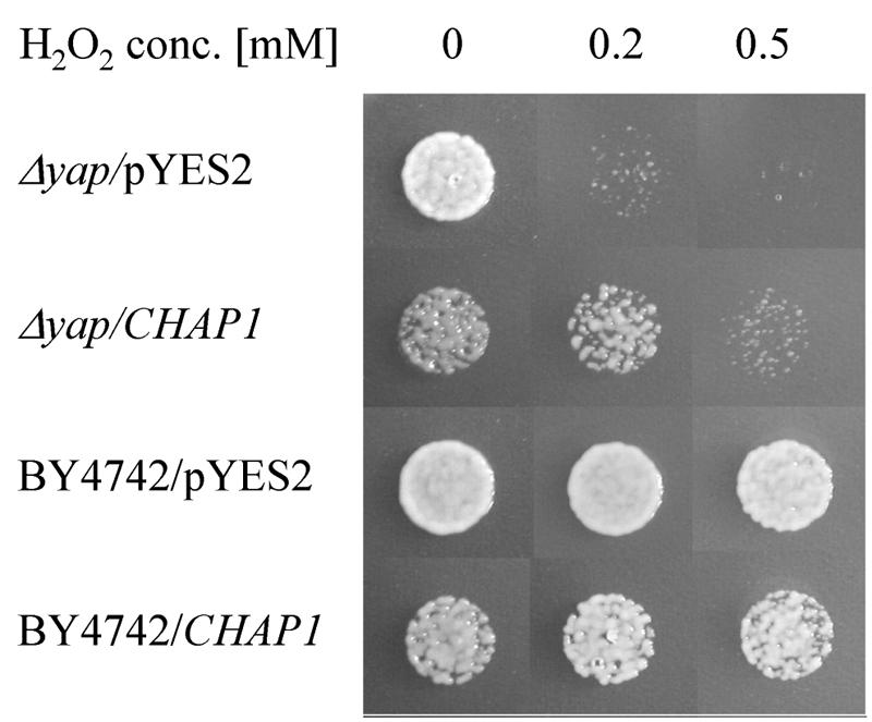 FIG. 2.