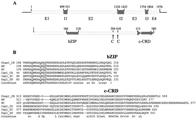 FIG. 1.