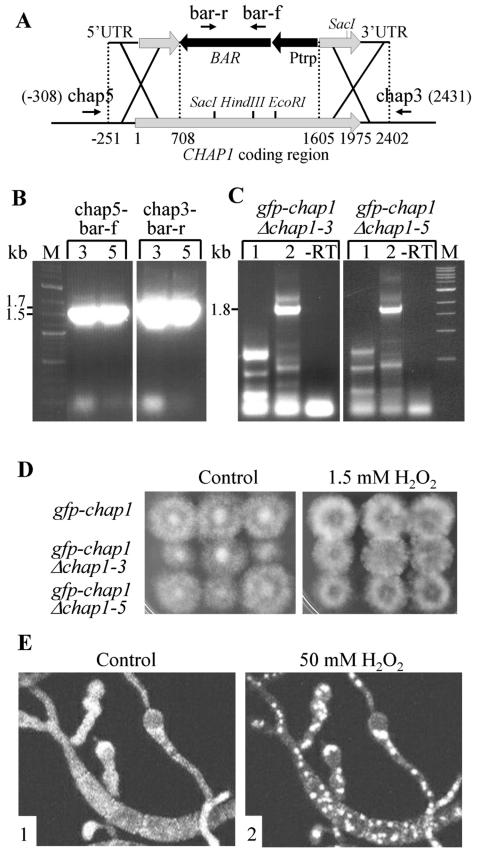 FIG. 8.