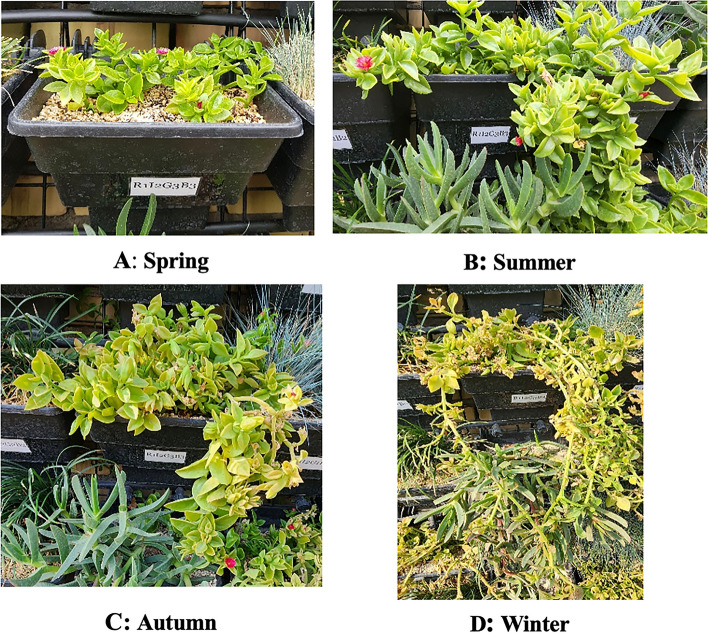 Fig. 4