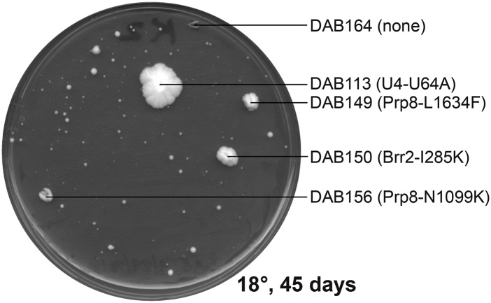 Figure 2