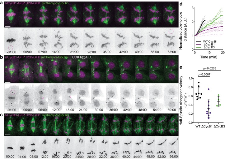 Figure 2—figure supplement 1.