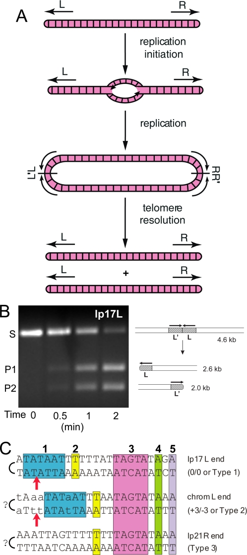 FIGURE 1.