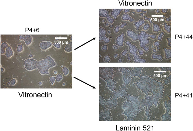 FIGURE 4