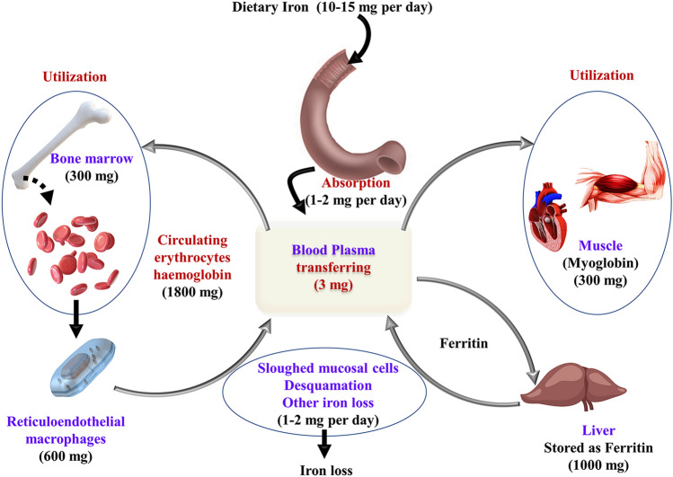 Fig. 2