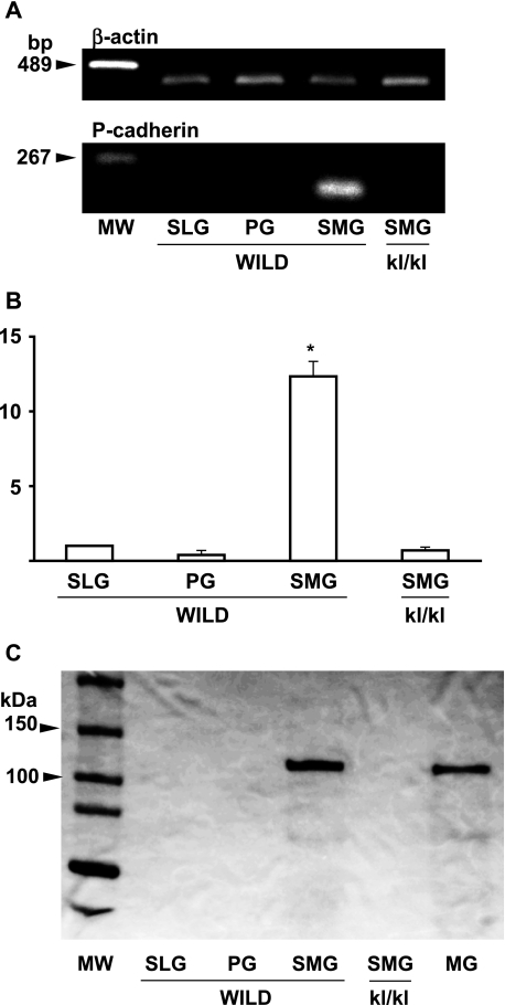 Fig. 8