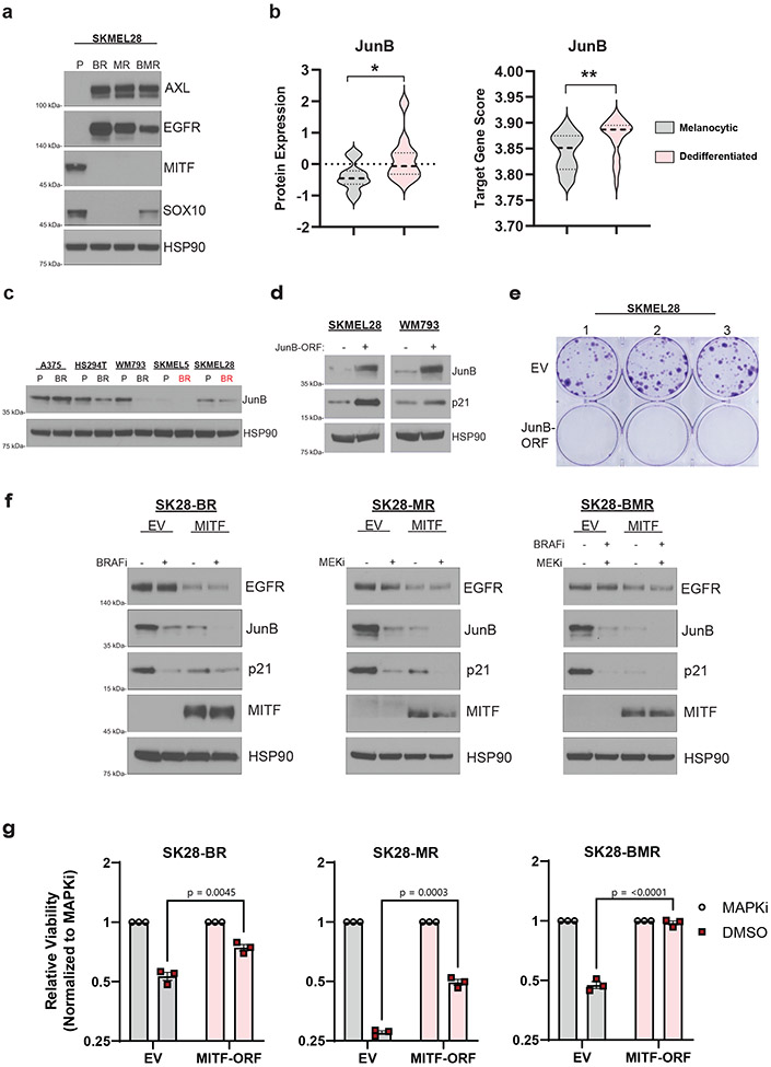 Fig 3: