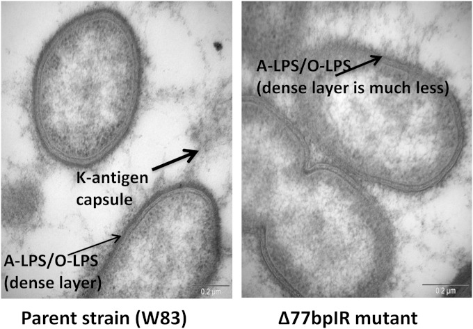 FIG 2