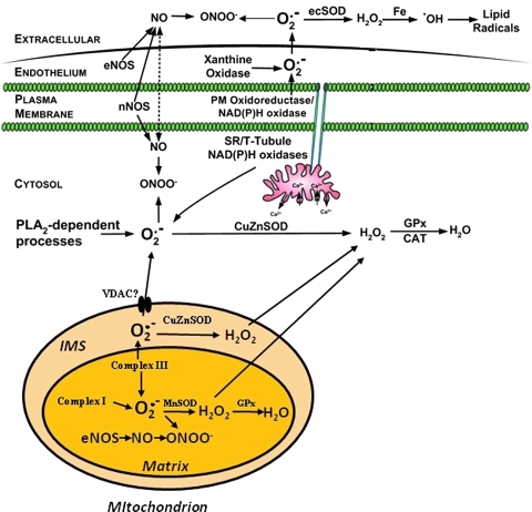 FIG. 1.