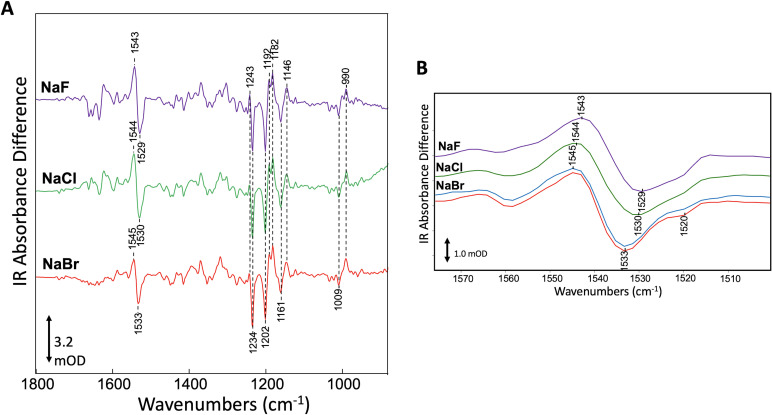 The Crystal Structure Of Bromide Bound Gtacr Reveals A Pre Activated