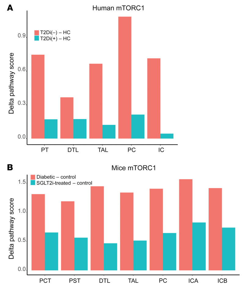 SGLT2 inhibitors mitigate kidney tubular metabolic and mTORC1 ...