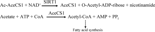 SCHEME 1.