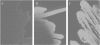 FIG. 2.