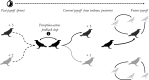 Perception–action feedback loops to overcome socio-ecological trade-offs in biological markets.
