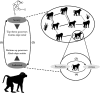 Coevolutionary feedback loop between cognition and sociality.