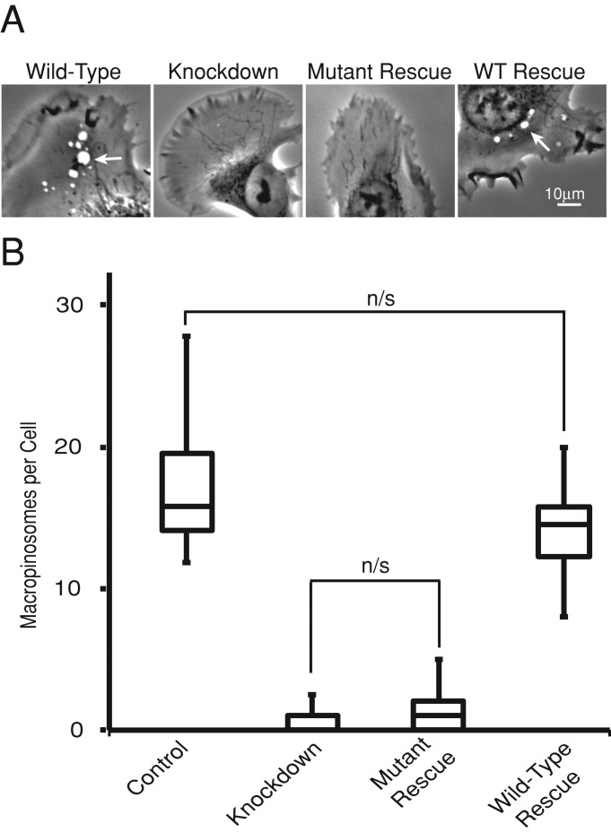 FIGURE 4: