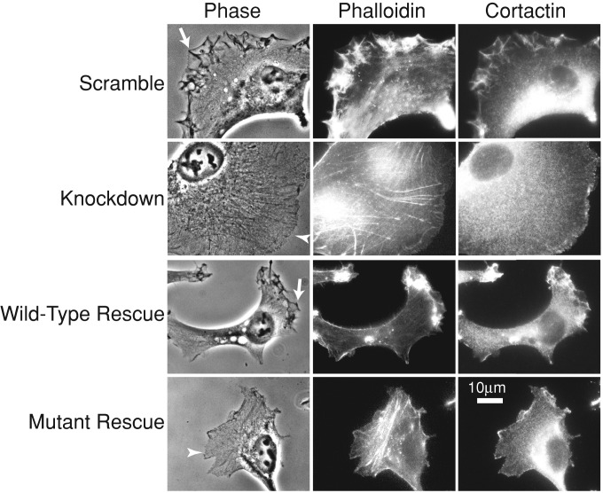 FIGURE 3: